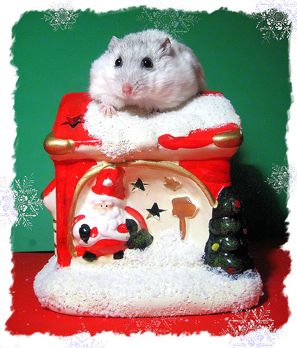 xmas12.jpg