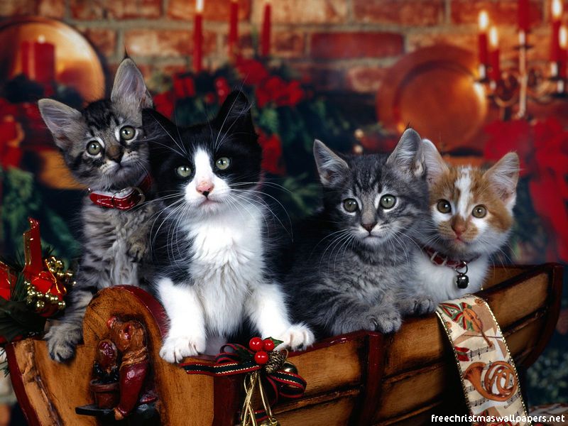 xmas16.jpg