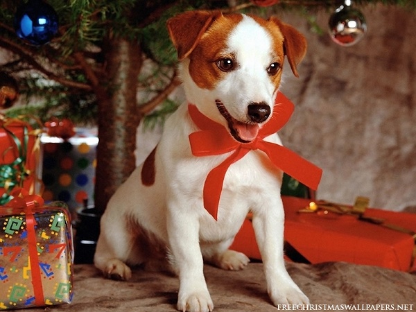xmas20a.jpg