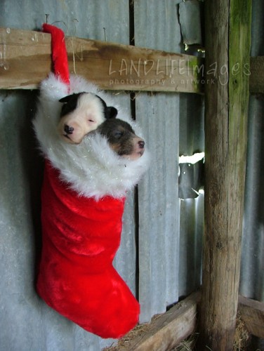 xmas24.jpg
