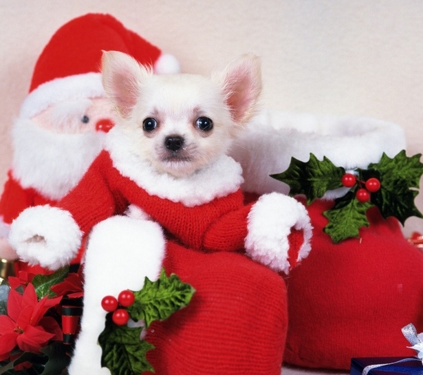 xmas25a.jpg