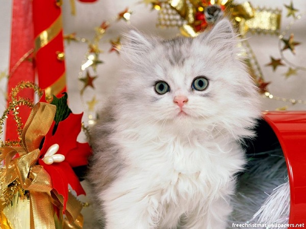 xmas26.jpg