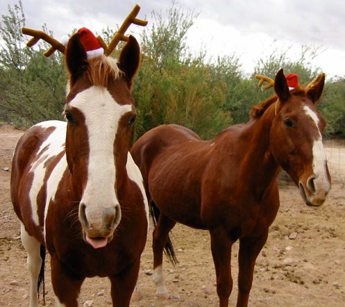 xmas4.jpg