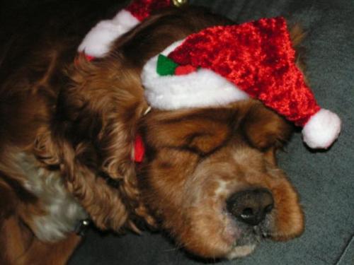 xmas5.jpg