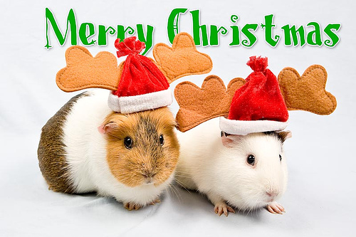 xmas7.jpg