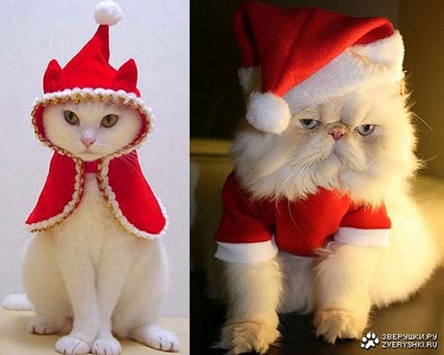 xmasccc.jpg