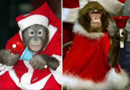 xmasd.jpg