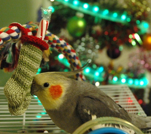 xmassteve072a.jpg