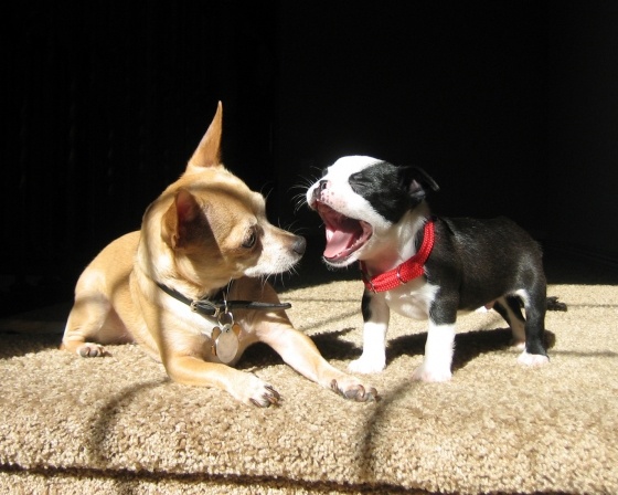 yawn.jpg