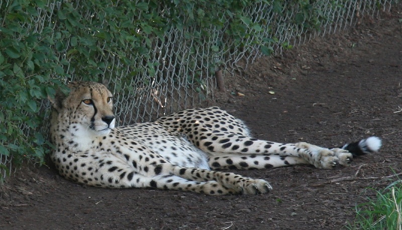 zoo08.jpg