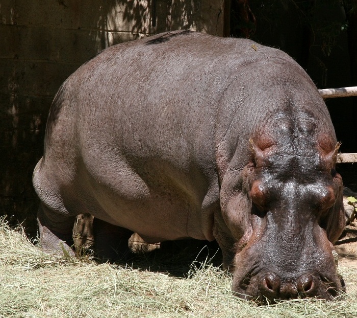 zoo26a.jpg