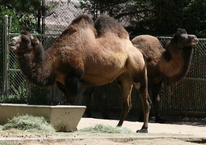 zoo32.jpg