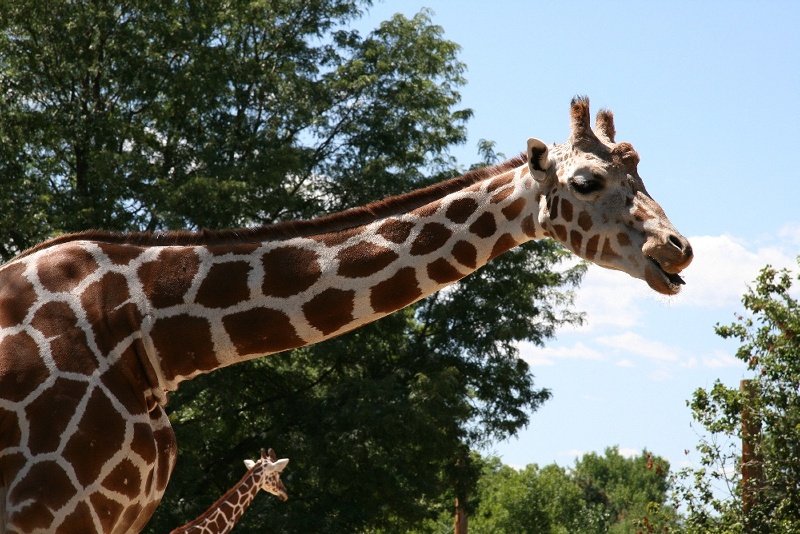 zoo36.jpg