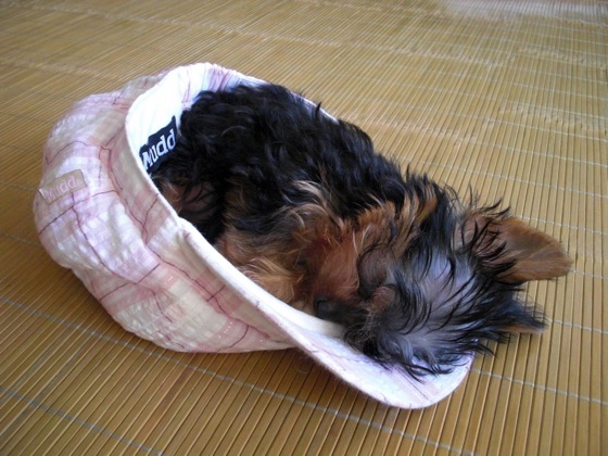 zzz68.jpg