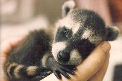 BabyRaccoon.jpg