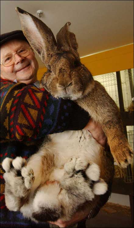 bigbunny.jpg