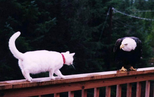 cat20and20eagle.jpg