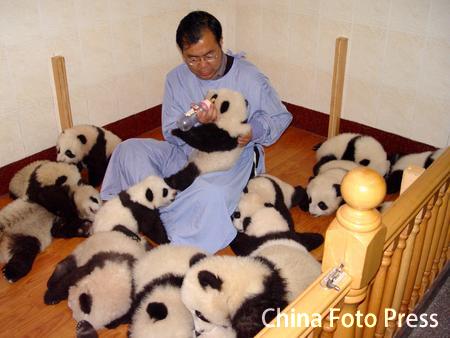 panda1.jpg