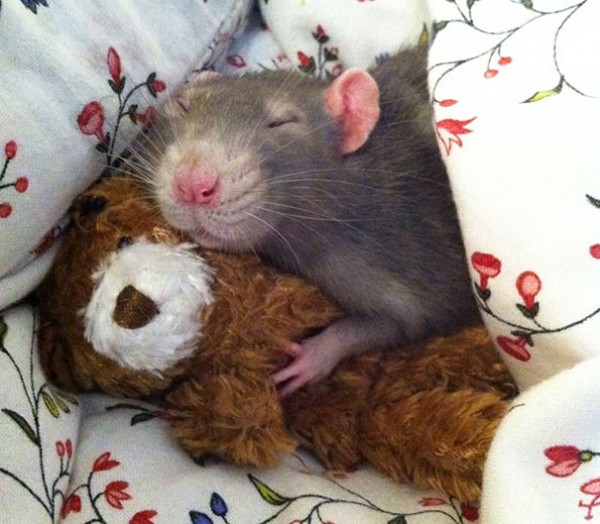 1414322827_nice-rat-sleeping-with-soft-teddy-images.jpg