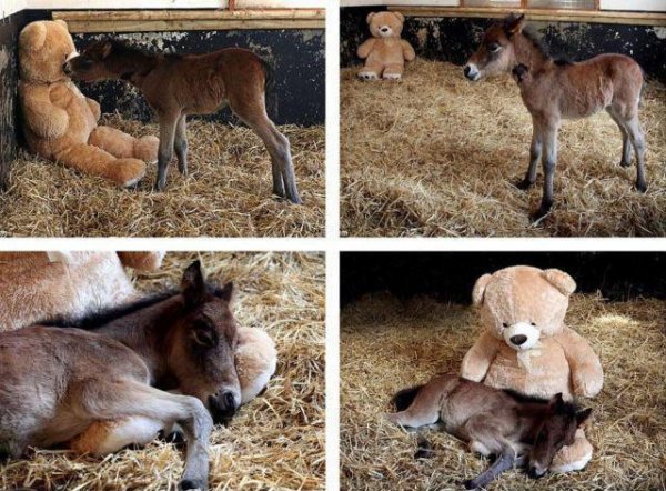 1414322975_fohlen-kuschelt-mit-einem-teddy-baeren.jpg