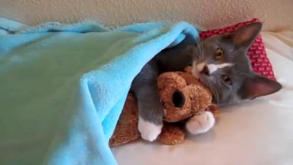 1414323047_katze-kuschelt-mit-ihrem-teddy-baeren.jpg