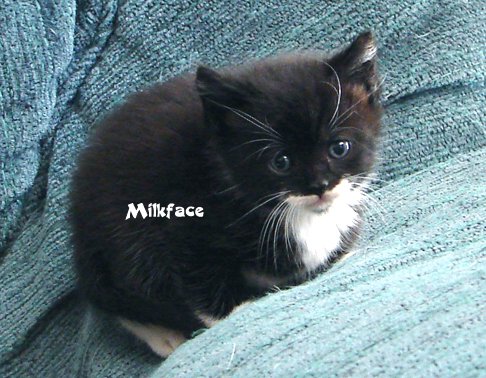 milkface.jpg