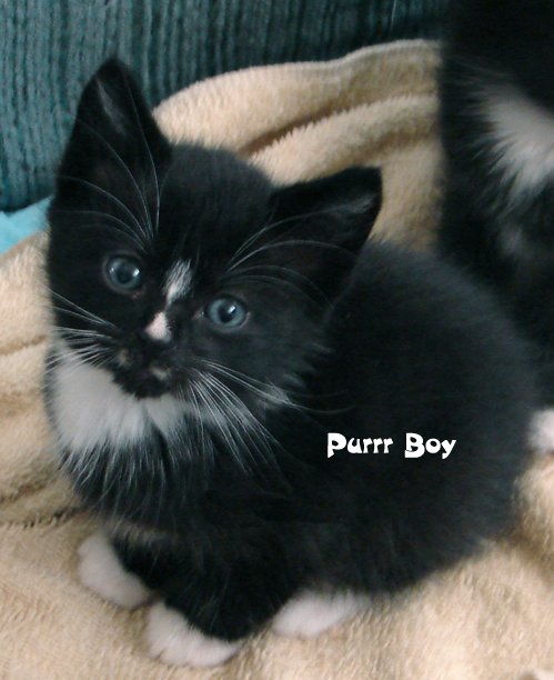 purrboy.jpg