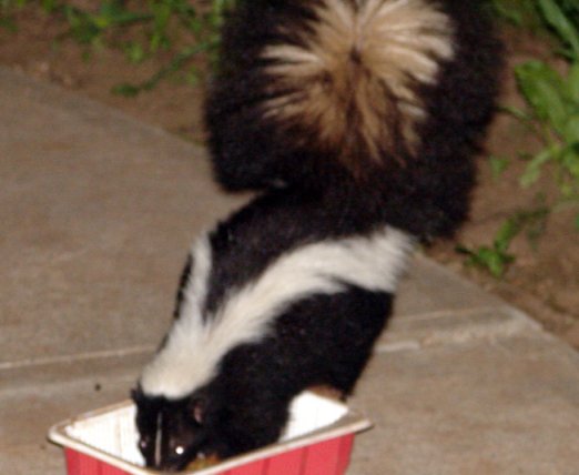 skunk1.jpg