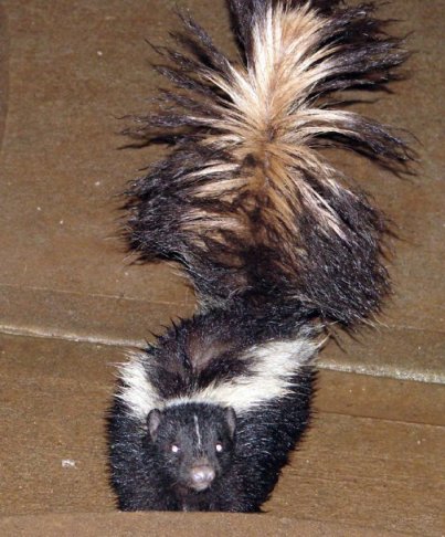 skunk10b.jpg