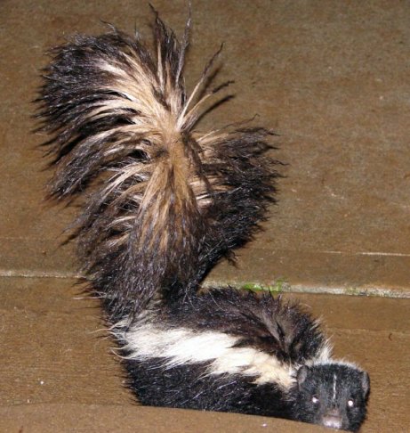 skunk12b.jpg