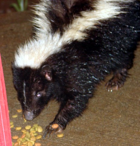 skunk16a.jpg