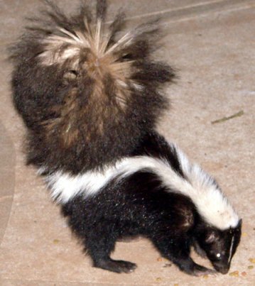 skunk17a.jpg