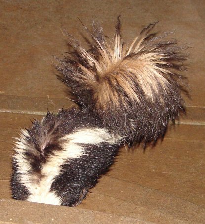 skunk25.jpg