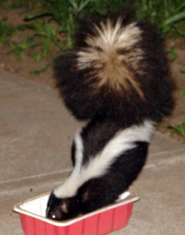 skunk3.jpg