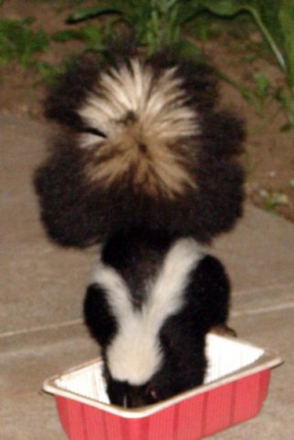 skunk5.jpg