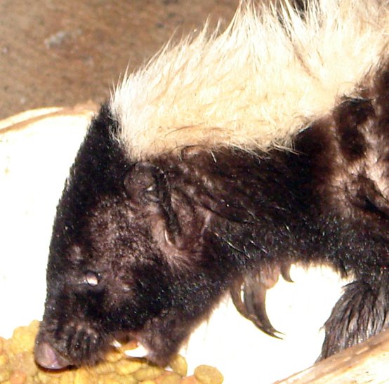 skunkhead2a.jpg