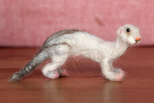 1349539772_ferret01.jpg