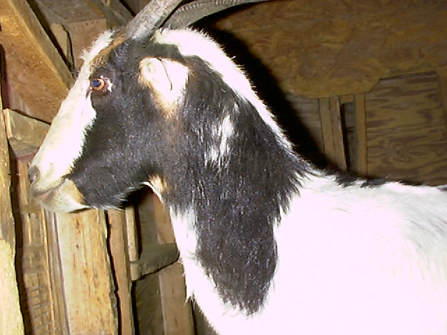 2006goats008.JPG