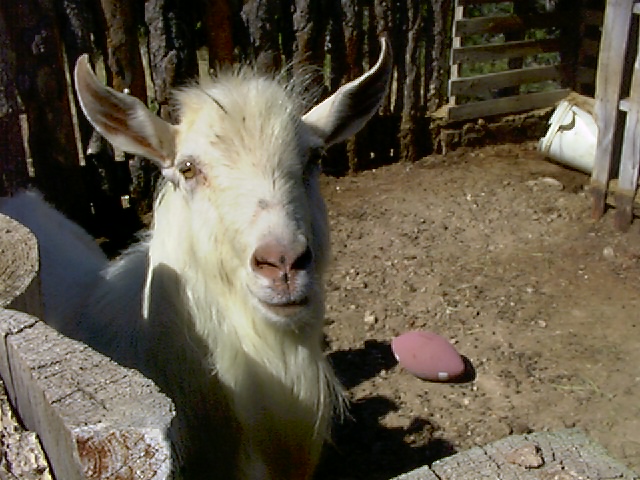 2006goats011.JPG