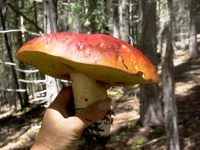 aug2006023.JPG