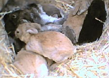 babybunnies.jpg