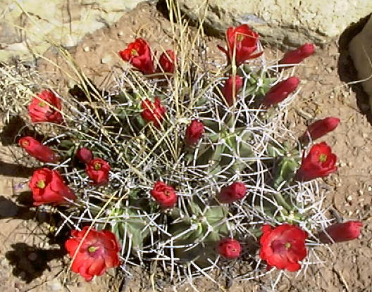 cacti003.JPG