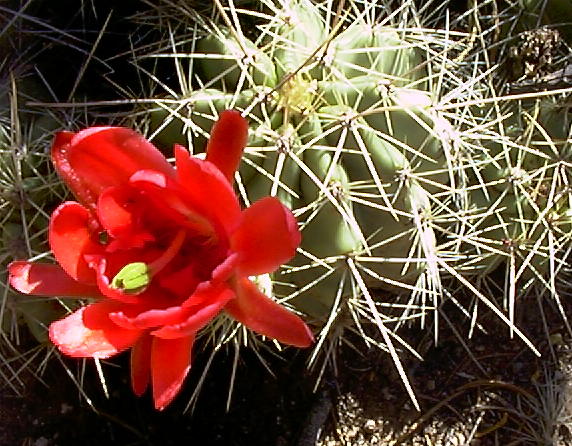cacti005.JPG