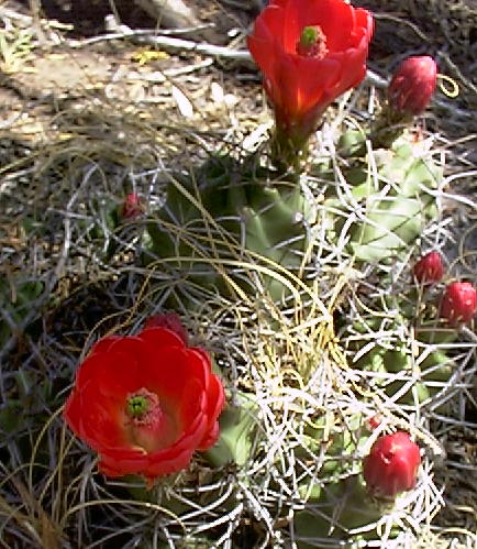 cacti013.JPG