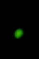 glowworm001a.jpg