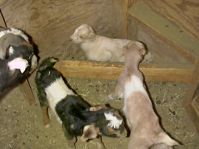 goats2006003.JPG