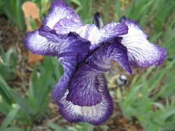 iris2.jpg