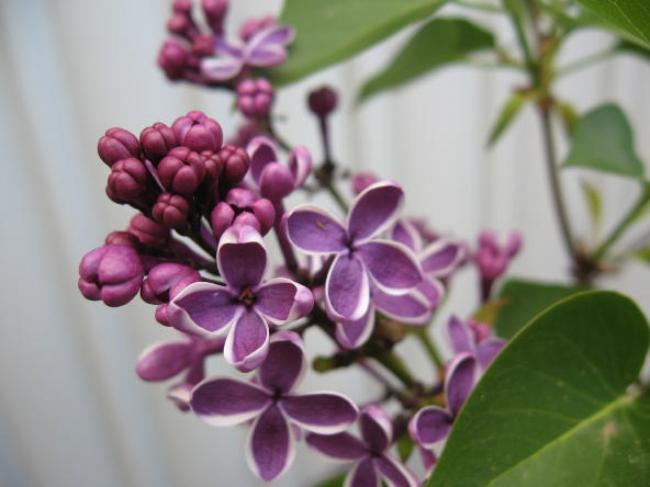 purple001a.jpg
