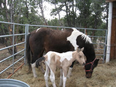salsababy012a.jpg
