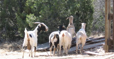 theherd.jpg